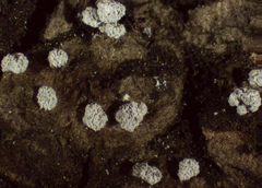 Didymium squamulosum