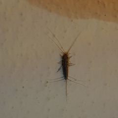 Ctenolepisma lineatum