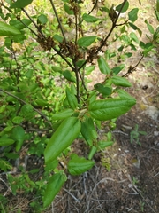 Shepherdia canadensis