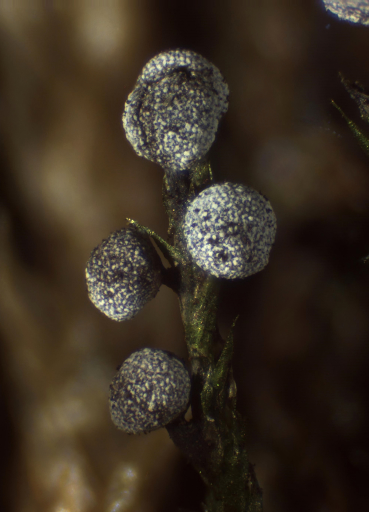Physarum crateriforme
