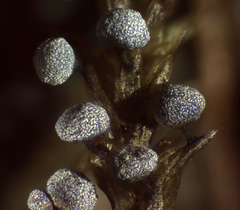 Physarum crateriforme