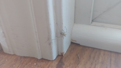 Cheiracanthium mildei