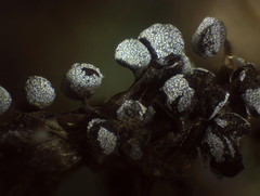 Physarum crateriforme