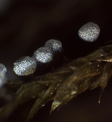 Physarum crateriforme