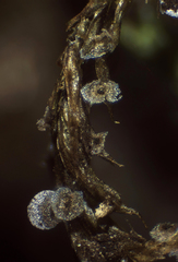 Physarum crateriforme