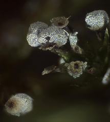 Physarum crateriforme