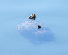 Trachemys venusta cataspila