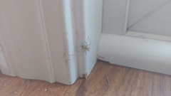 Cheiracanthium mildei