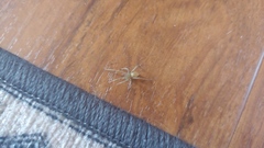 Cheiracanthium mildei