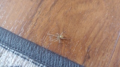 Cheiracanthium mildei