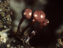 Arcyria helvetica
