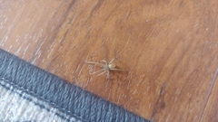 Cheiracanthium mildei