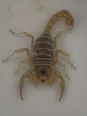 Paruroctonus becki