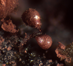Arcyria helvetica