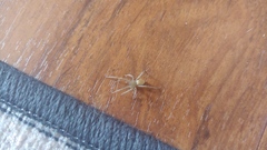 Cheiracanthium mildei