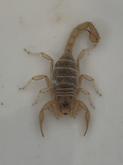 Paruroctonus becki