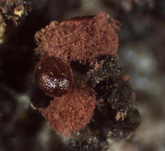 Arcyria helvetica