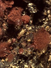 Arcyria helvetica