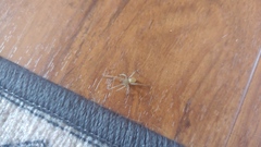 Cheiracanthium mildei