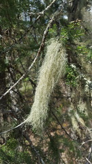 Usnea cavernosa