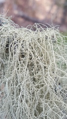 Usnea cavernosa
