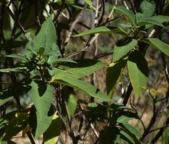 Lepechinia graveolens
