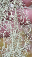 Usnea cavernosa