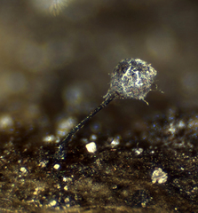 Elaeomyxa reticulospora