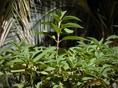 Lepechinia graveolens