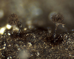 Elaeomyxa reticulospora