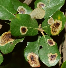 Phyllonorycter belotella