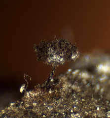 Elaeomyxa reticulospora