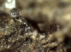 Elaeomyxa reticulospora
