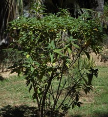 Lepechinia graveolens