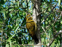 Piculus chrysochloros