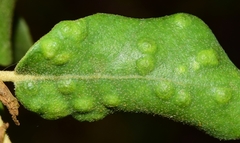 Dryomyia lichtensteinii