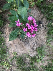Pentas