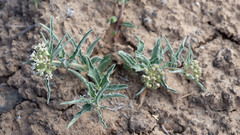 Asclepias involucrata