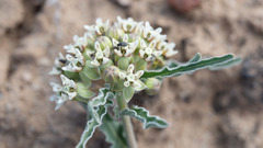 Asclepias involucrata