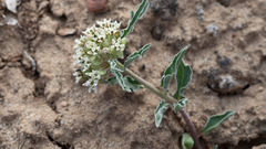 Asclepias involucrata