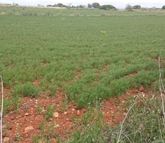 Vicia ervilia