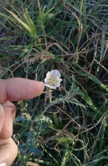 Oenothera kunthiana