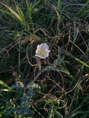 Oenothera kunthiana