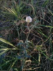 Oenothera kunthiana