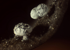Diderma montanum