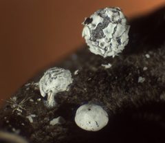 Diderma montanum