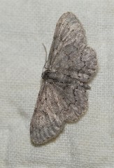 Idaea violacearia