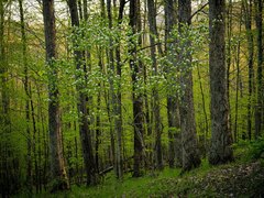 Crataegus macrosperma