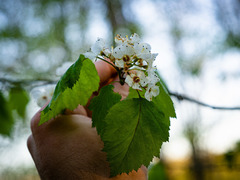 Crataegus macrosperma