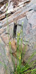 Cyperus gymnocaulos